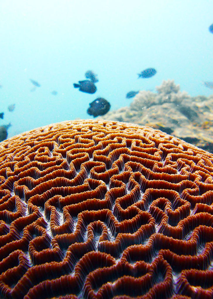 Ocean legacy diving center