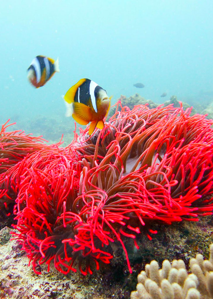 Ocean legacy diving center