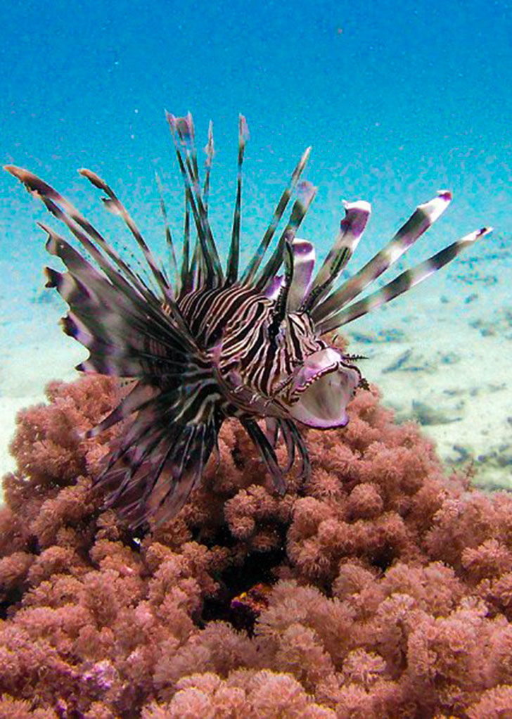 Ocean legacy diving center